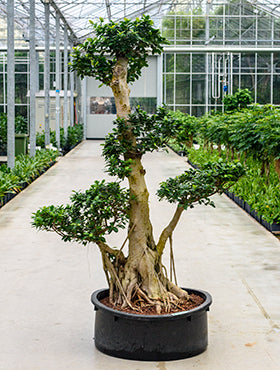 Ficus microcarpa compacta W110xH230 cm