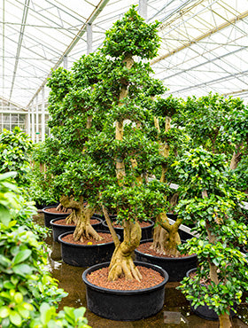 Ficus microcarpa compacta W110xH300 cm
