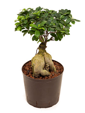 Ficus microcarpa ginseng (2000 grame) 60 cm