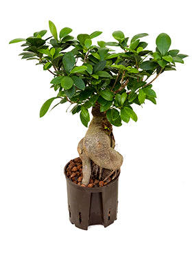 Ficus microcarpa ginseng (250 grame) 40 cm