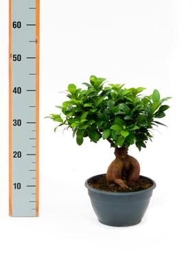 Ficus microcarpa ginseng 400 gram 40 cm