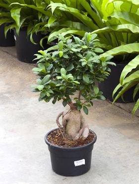 Ficus microcarpa ginseng 55 cm