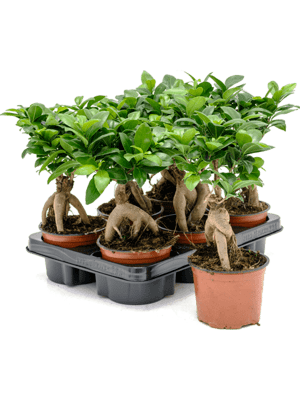 Ficus microcarpa ginseng D15xH30 cm