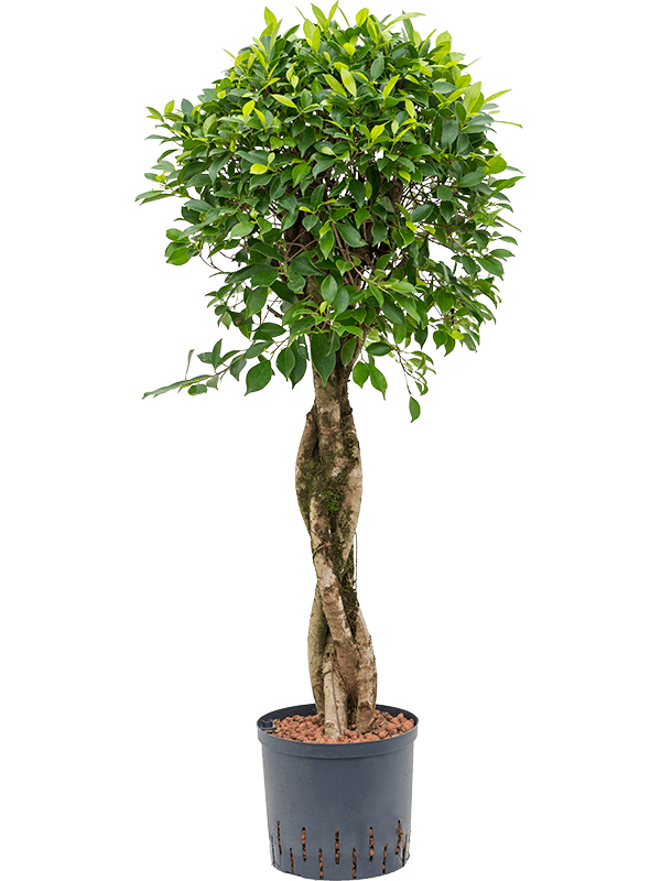 Planta naturala de interior Stem braided D50xH105cm Ficus microcarpa ‘nitida’ P22/19cm in hidrogranule