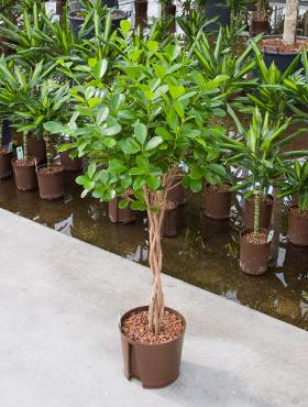 Ficus moclame 100 cm