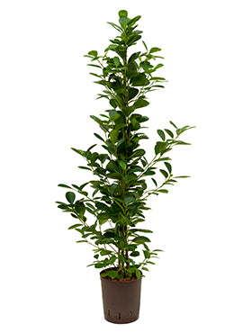 Ficus moclame 130cm