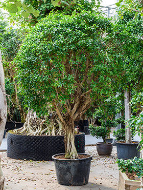 Ficus nitida 325 cm 101930
