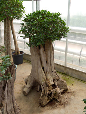 Ficus nitida compacta 140 cm