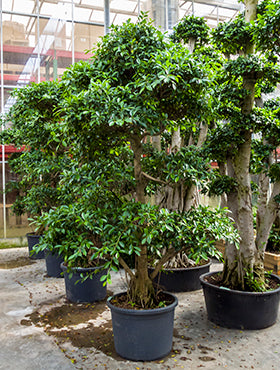 Ficus nitida compacta D170xH350 cm