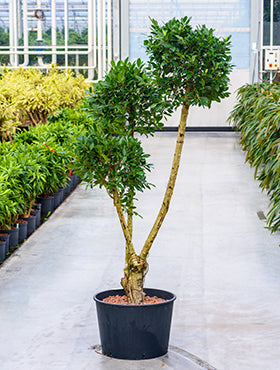 Ficus nitida D130xH190 cm