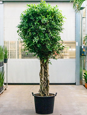 Ficus nitida D130xH300 cm
