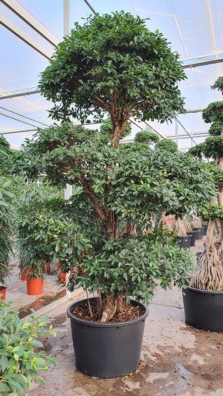 Ficus nitida D190xH375 cm