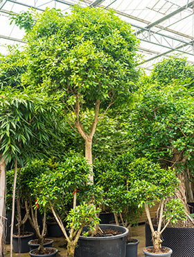 Ficus nitida D320xH500 cm