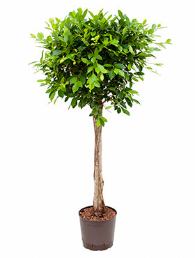 Ficus nitida D55xH125 cm
