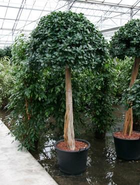 Ficus panda 350 cm
