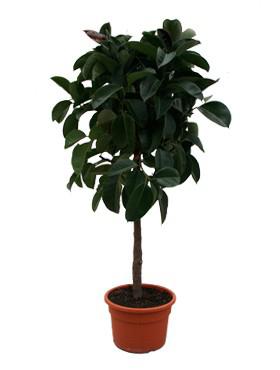 Ficus robusta 170 cm