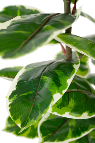 Ficus artificial Robusta variegat cu 49 frunze verde cu alb H100 cm