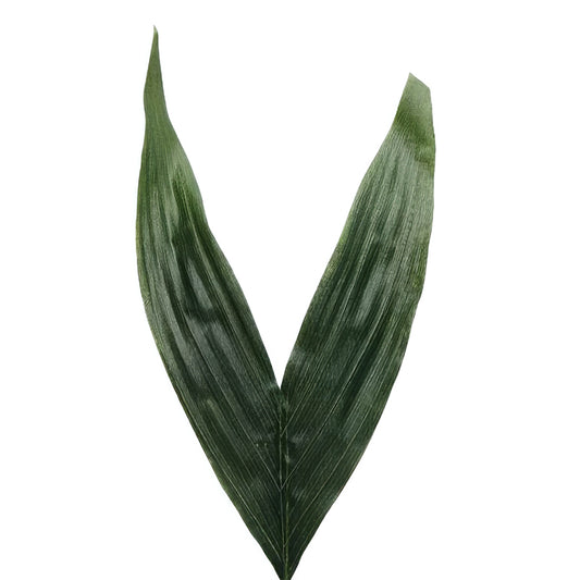 Frunza Coconut D20x35xH50 cm HO