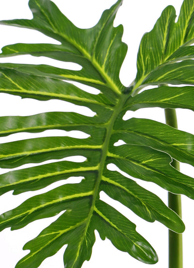 Frunza de Philodendron D40xH90 cm