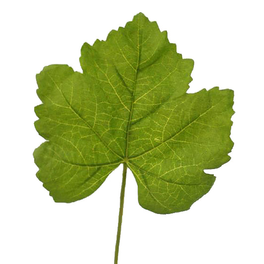 Frunza Vita de Vie HO