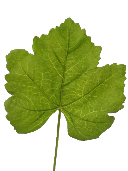 Frunza Vita de Vie HO