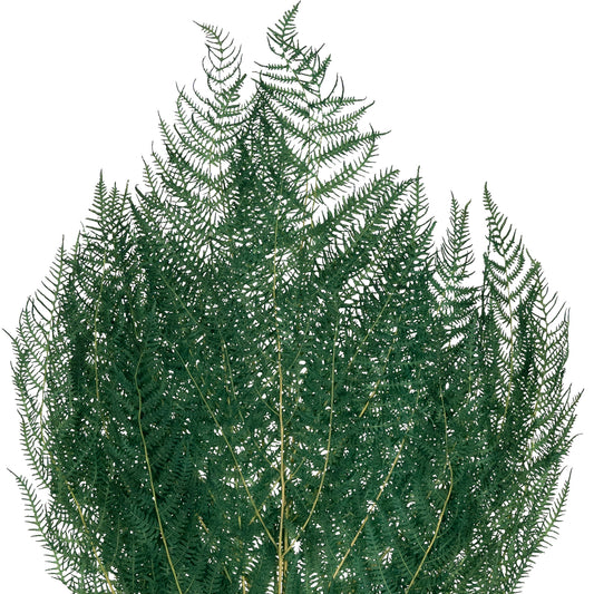 Frunze conservate de feriga H40-50 cm. verde deschis