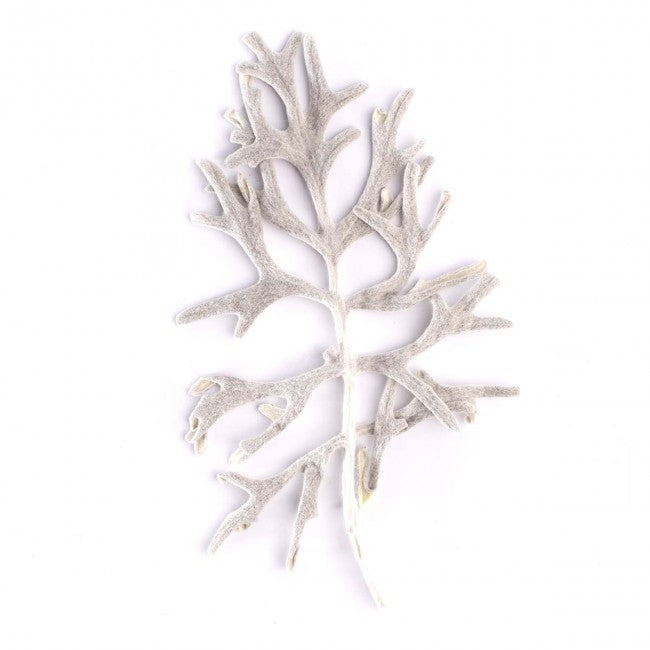 Frunze conservate Senecio cineraria alb-argintiu de interior