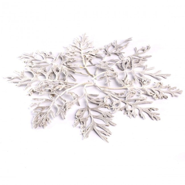 Frunze conservate Senecio cineraria alb-argintiu de interior