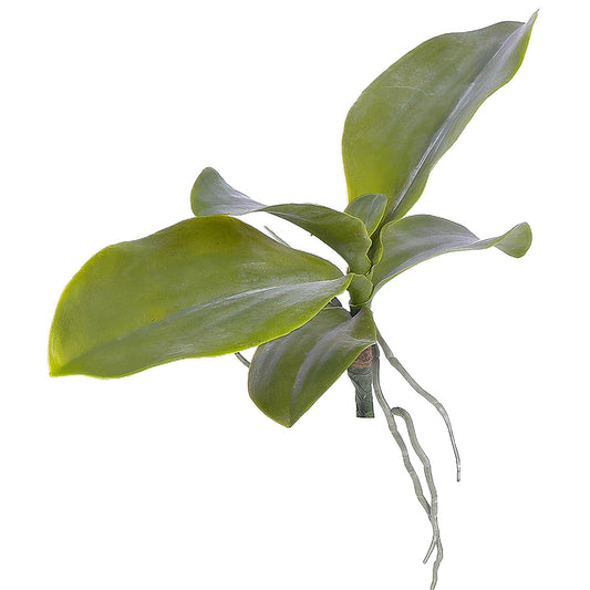 Frunze de Orhidee 21 cm verde