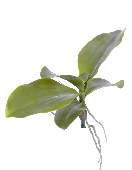 Frunze de Orhidee 21 cm verde