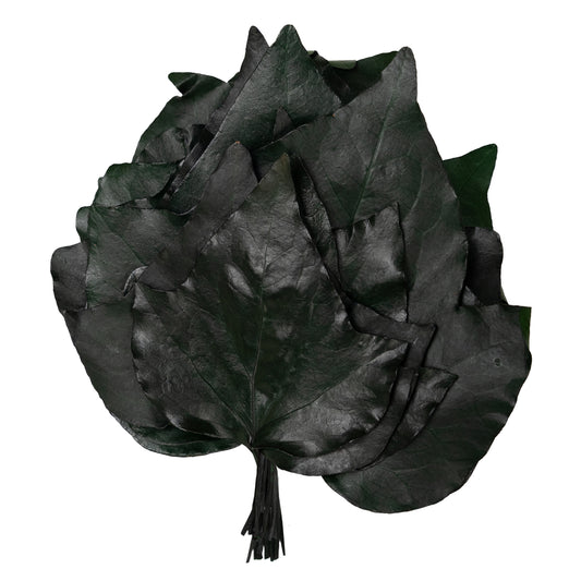 Frunze de vita de vie conservate H10-20 cm. verde