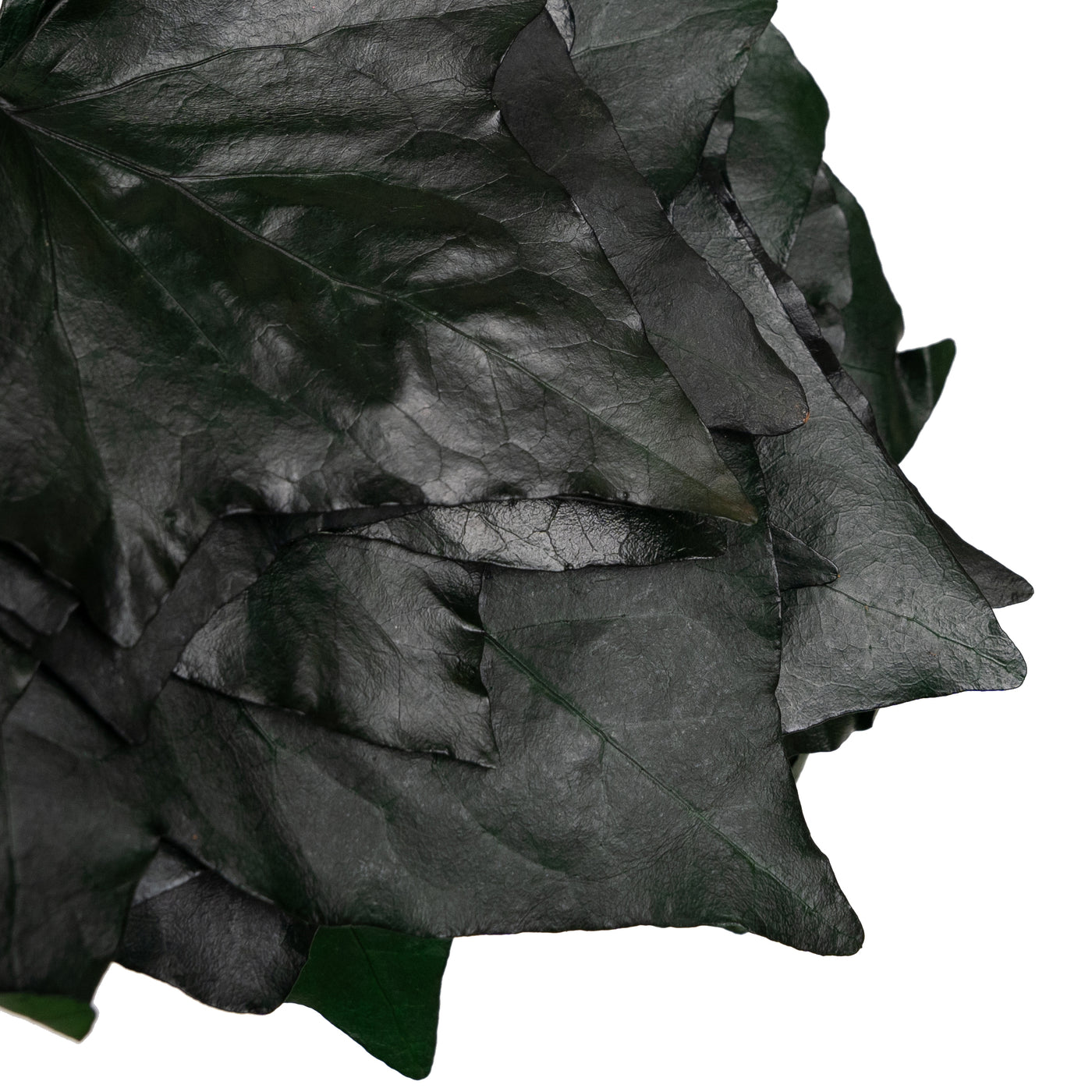 Frunze de vita de vie conservate H10-20 cm. verde