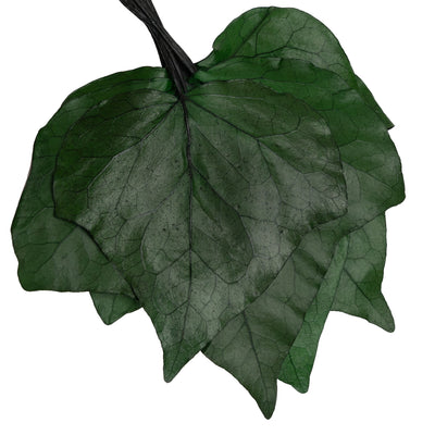 Frunze de vita de vie conservate H10-20 cm. verde