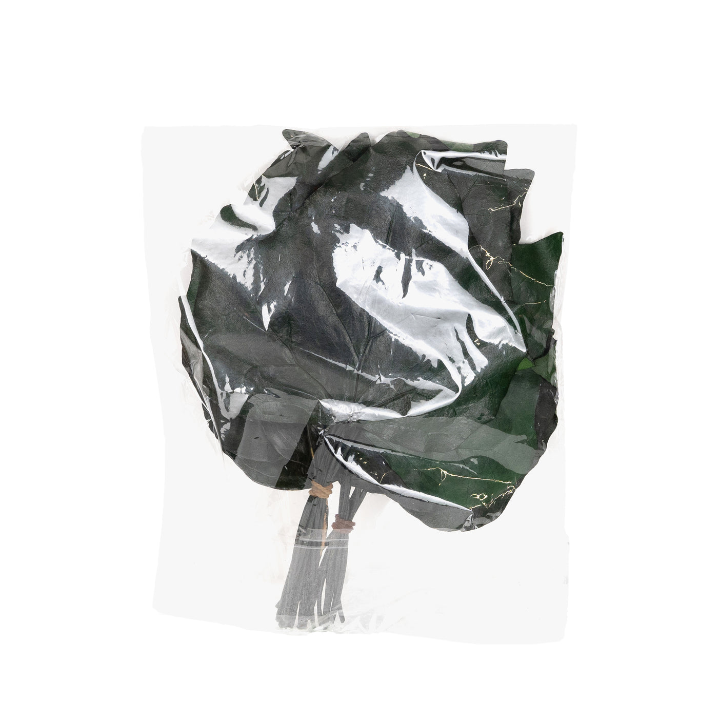 Frunze de vita de vie conservate H10-20 cm. verde