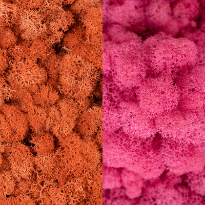Licheni curatati si fara radacina in 2 culori 500g NET, calitate ULTRA PREMIUM, rosu corai RR13 cu