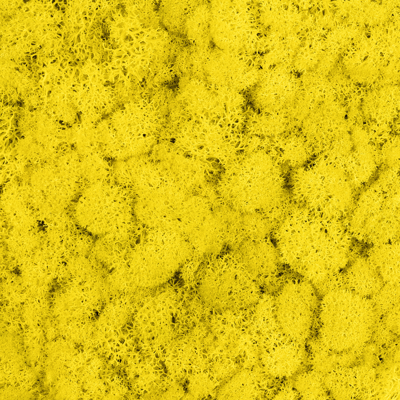 Licheni curatati si fara radacina conservati 500g NET, calitate ULTRA PREMIUM, galben lemon inchis RR57
