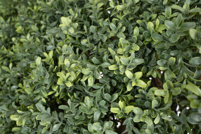 Gard artificial din Buxus H180cm cu lungime 90cm cu protectie UV