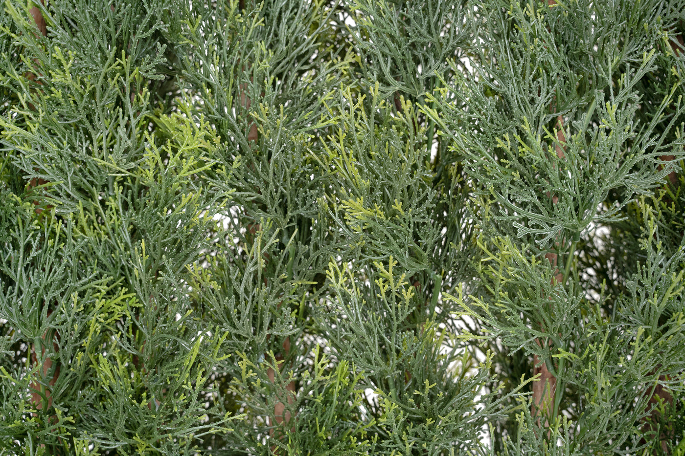 Gard artificial din Cypress H180cm cu lungime 80cm cu protectie UV