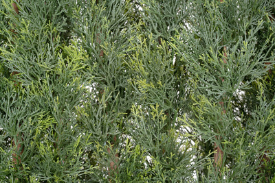 Gard artificial din Cypress H180cm cu lungime 80cm cu protectie UV