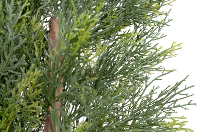 Gard artificial din Cypress H180cm cu lungime 80cm cu protectie UV