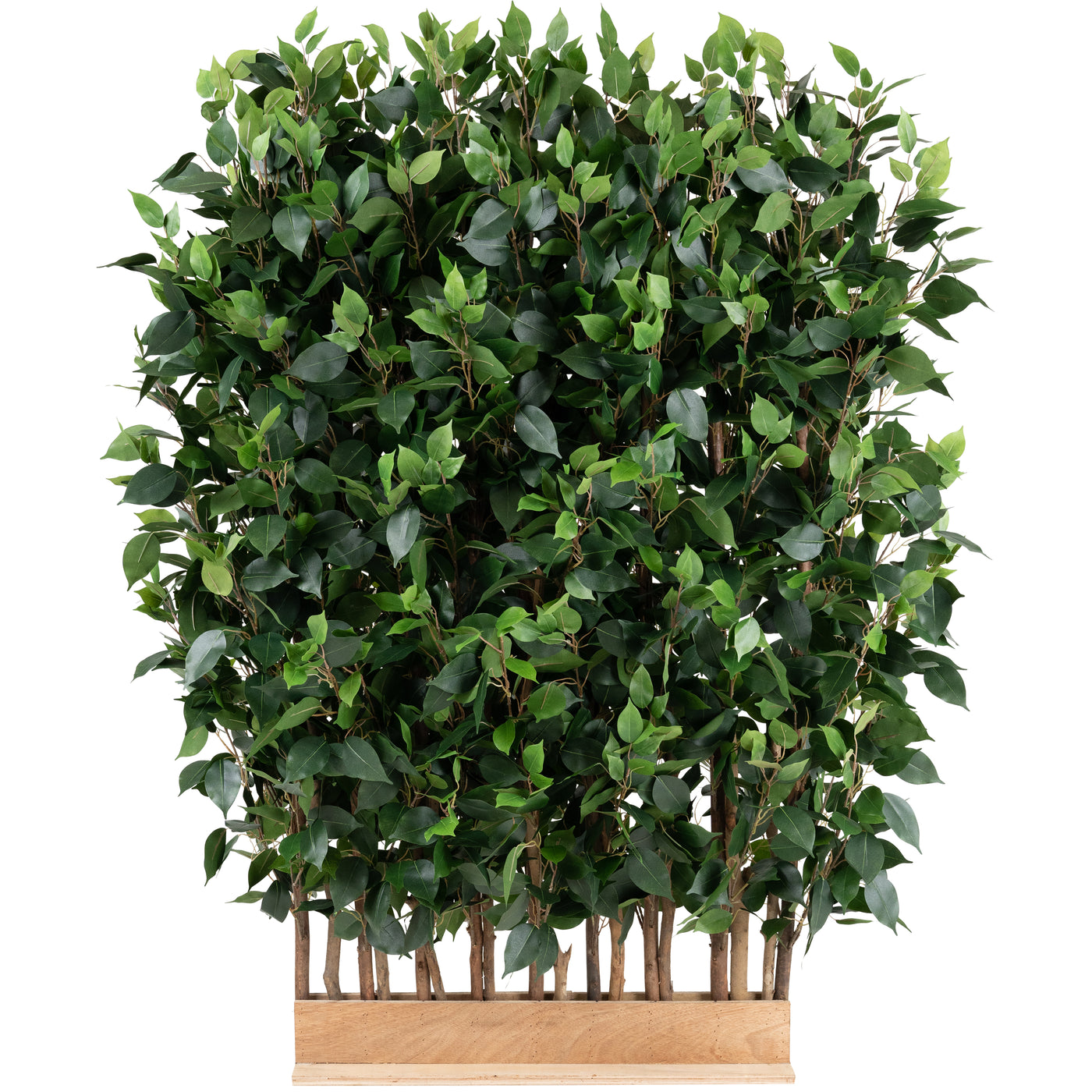 Gard artificial din Ficus H130cm cu lungime 70cm si grosime 50cm cu 3900 frunze