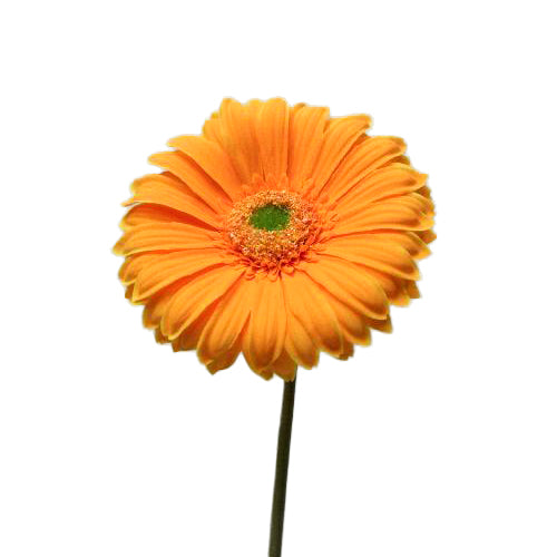 Gerbera artificiala galbena Daisy 50 cm HO