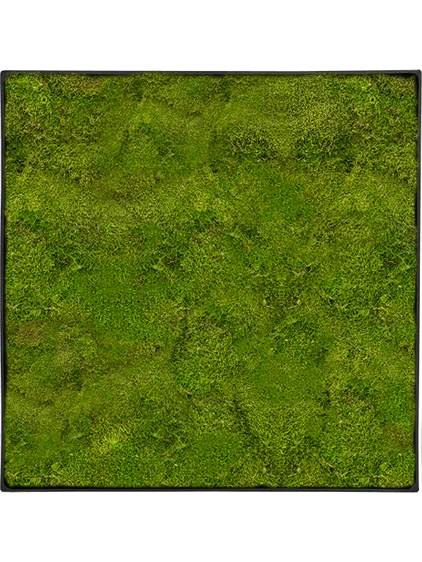 Ghiveci plante L100xW100xH5cm Mosschilderij Nova Frame Anthracite-concrete 100% Flat moss