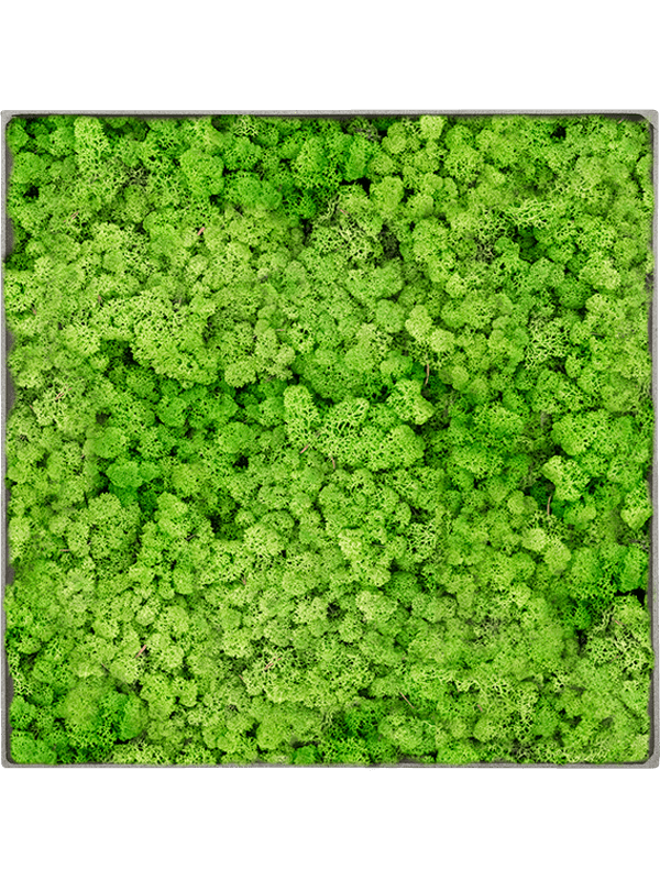 Ghiveci plante L90xW90xH5cm Mosschilderij Nova Frame Natural-concrete 100% Reindeer (Light Grass Green)