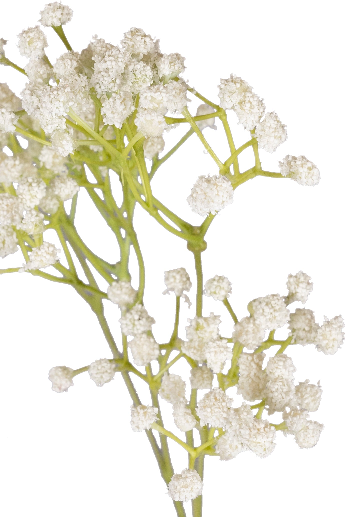 Gypsophila H 57 cm alb