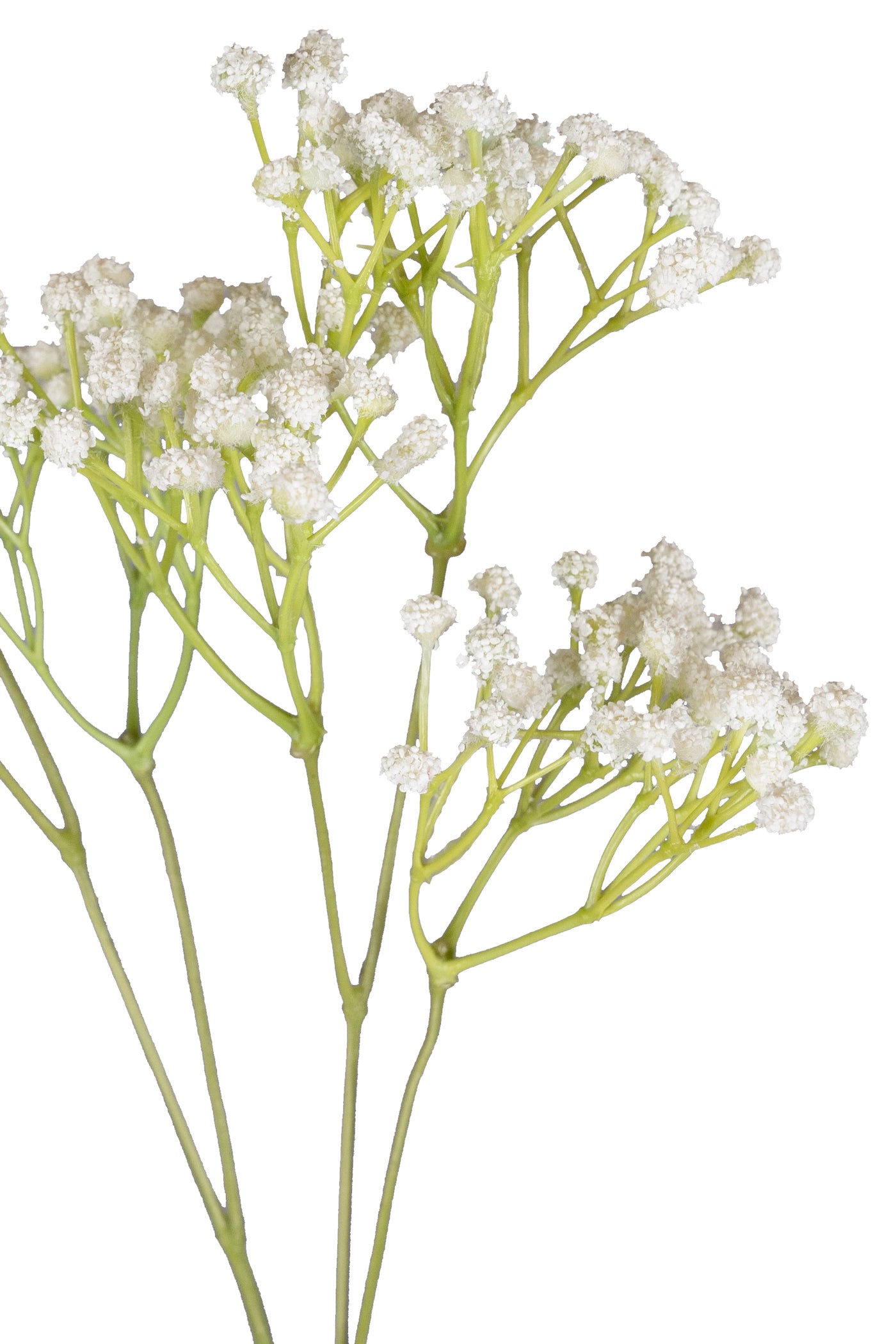 Gypsophila H 57 cm alb