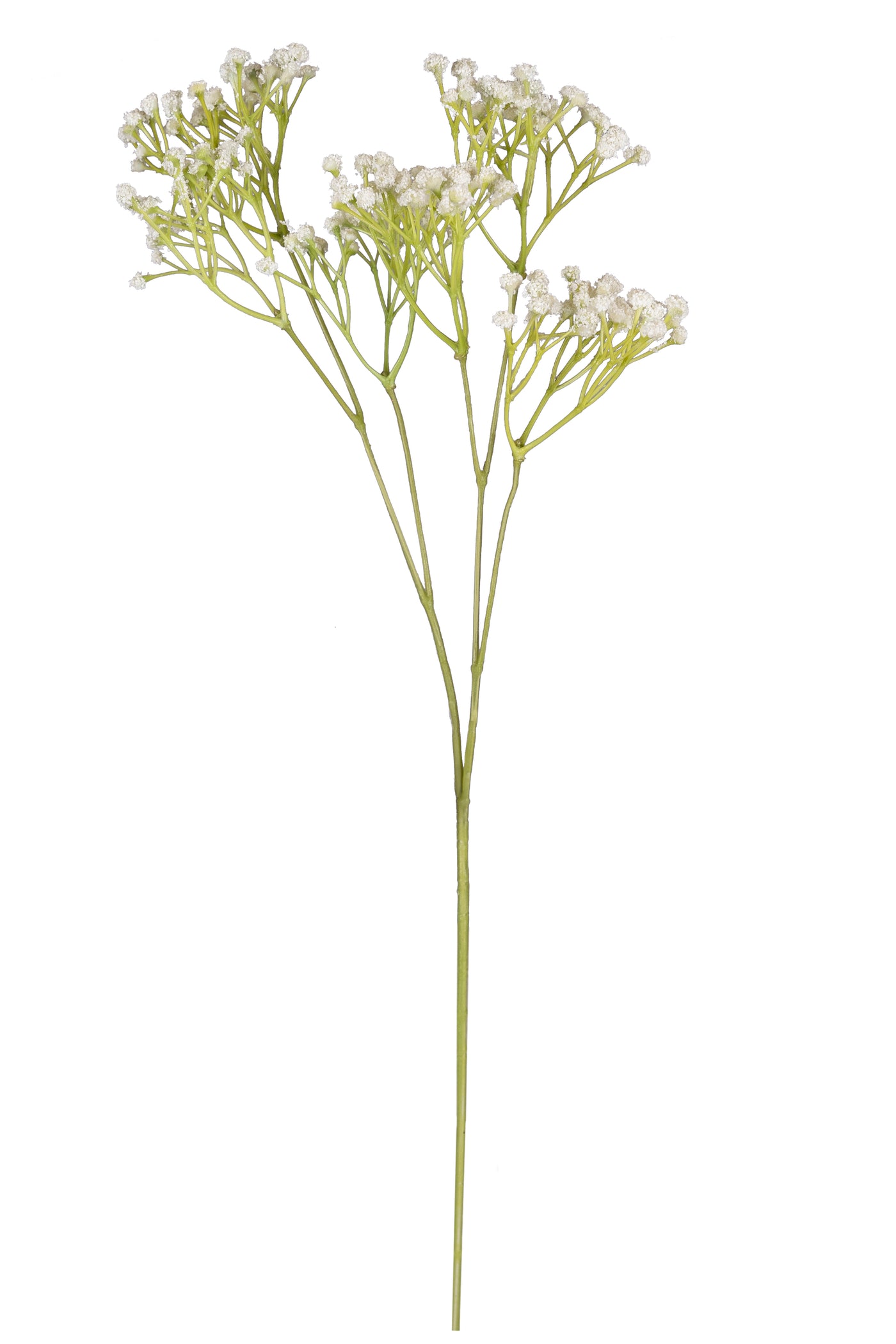 Gypsophila H 57 cm alb