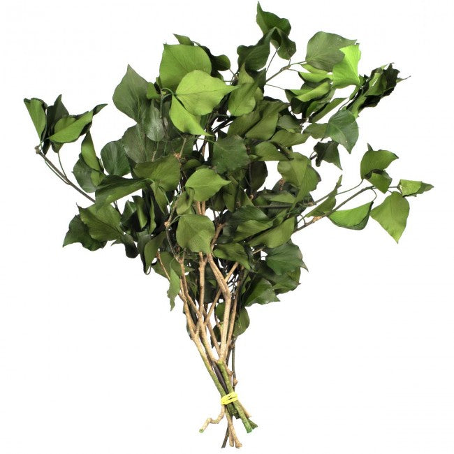 Hedera arborea conservata H30-60 cm. verde