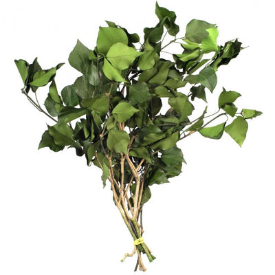 Hedera arborea conservata H30-60 cm. verde