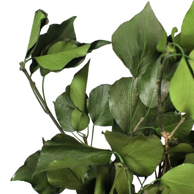 Hedera arborea conservata H30-60 cm. verde